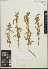 Foto von Salix alba subsp. vitellina (L.) Arcang.